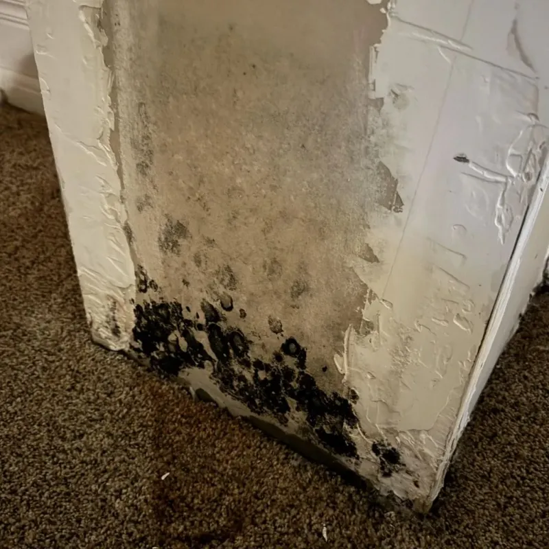 Professional Mold Removal in Carbon Hill, AL